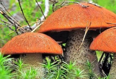 Грибная икра из вареных грибов – рецепты на зиму